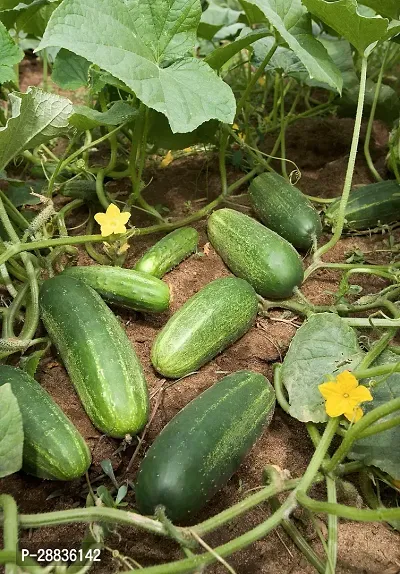 Baishnab Cucumber seed 20psm2d20PIECE-thumb0