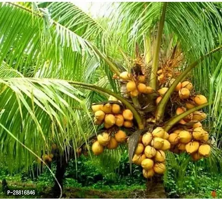 Baishnab  Dwarf Coconut plim plant co3 Coconut-thumb0