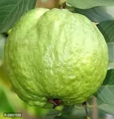 Baishnab  Guava arlo Guava Plant