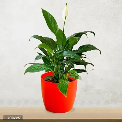 Baishnab Peace Lily Plant PEACE LILY FLOWER PLANT-P6