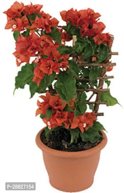 Baishnab  U001 Bougainvillea Plant-thumb0