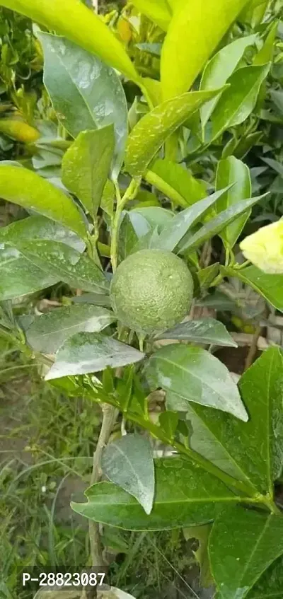 Baishnab  Live Mosambi Sweet Lemon Plant Grafted Fo