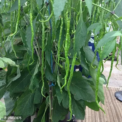 Baishnab Chilli seed 60 per packet hjkChilli seeds Thunder Mountain Longhorn Cayenne Heirloom Pepper60PIECE-thumb0