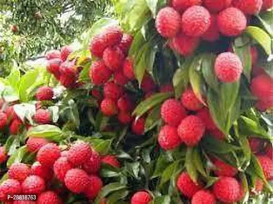 Baishnab  Bombai lichi plant Litchi Plant