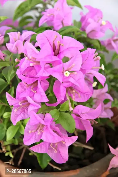 Baishnab Baugainvillea Plant Bougainvillea Flower Plant(01)-thumb0