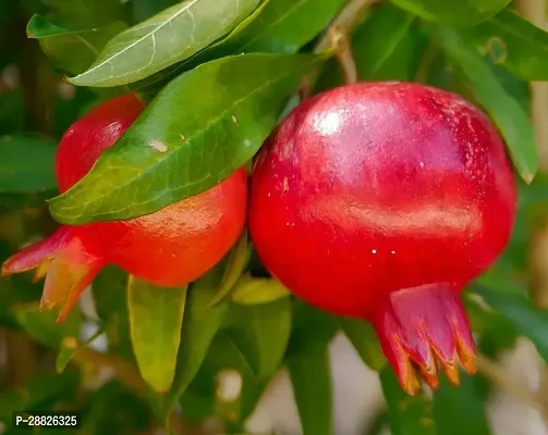 Baishnab  Pomegranate Plant Live Plant CF52811 Po