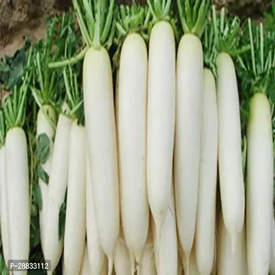 Baishnab EN EA IM 38R32 HYBRID RADISH MULI SEED150PIECE-thumb0