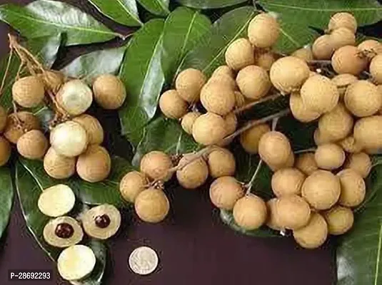 Baishnab Litchi Plant Longan Fruit Plants-thumb0