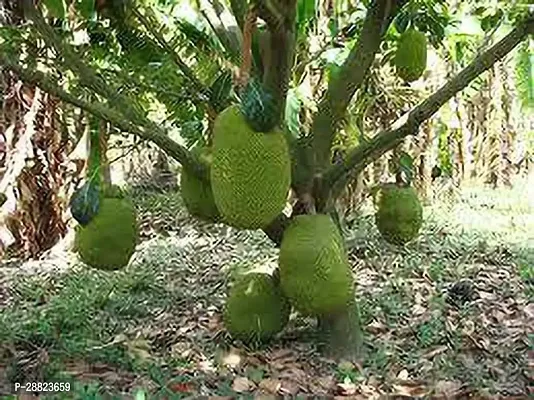 Baishnab  JackfruitModelJ30 Jack Fruit Plant-thumb0