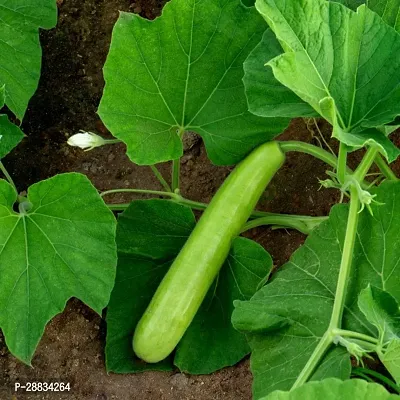 Baishnab Bottelgourd seed 15 per packetKD 56415PIECE-thumb0