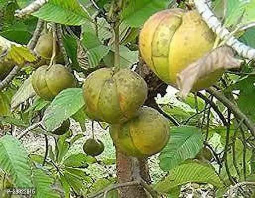 Baishnab  Ugakkay fruit plant ZZ Plant