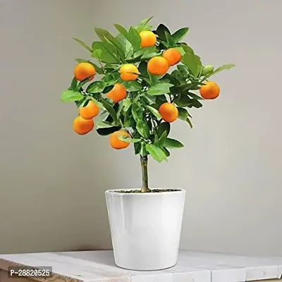 Baishnab  OWO01 Orange Plant