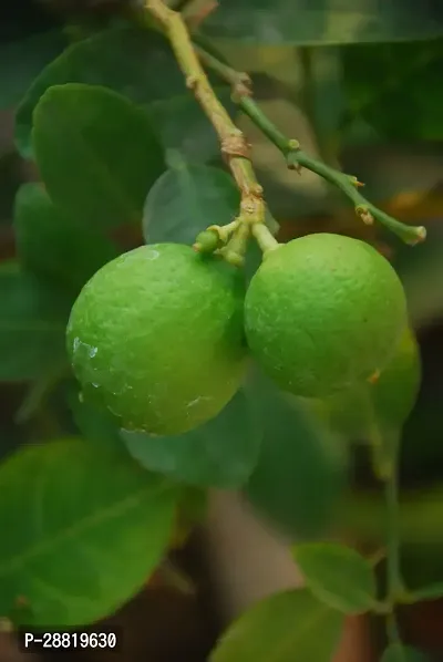 Baishnab  Lemon Plant P040 Lemon Plant-thumb0