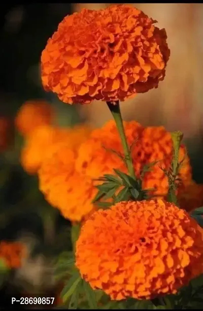 Baishnab Marigold Plant Marigold Plant (Orange - 1 Foot)-thumb0