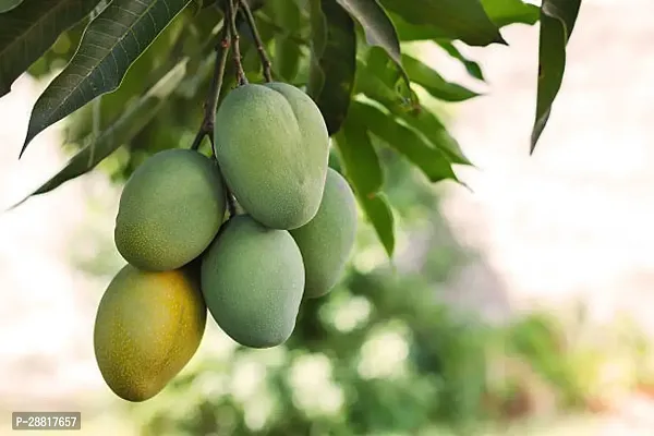 Baishnab  Amrapali  Grafted Mango Plant Mango Plan