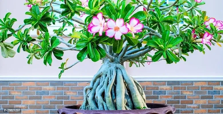 Baishnab  Adenium arlo Adenium Plant