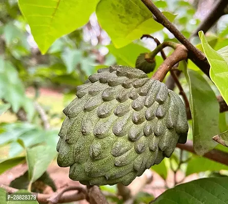 Baishnab  Custard Apple Live Plant Disha3090142