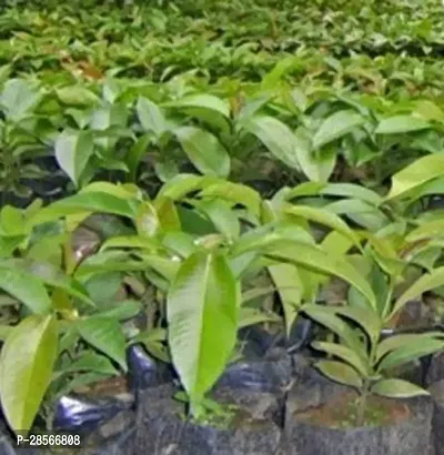 Baishnab Mango Plant Live Mangosteen Fruit Tree Plant - Grafted Dwarf-thumb0