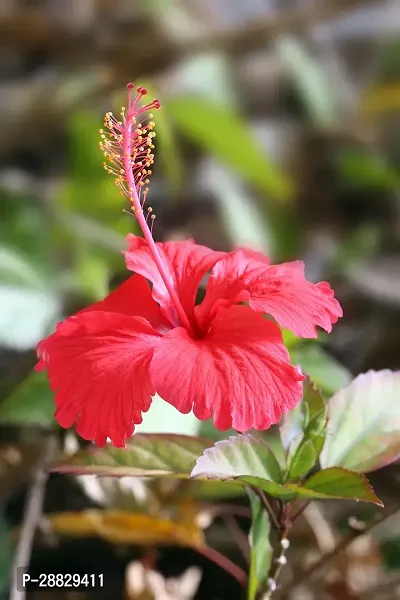 Baishnab  Hibiscus Red CF20471 Hibiscus Plant-thumb0