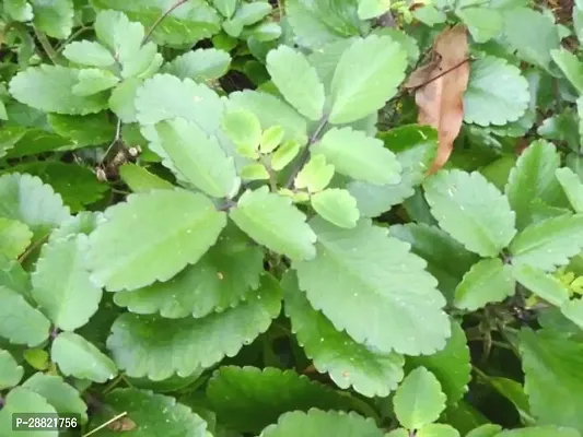 Baishnab  Bryophyllum PinnatumPatharchatta Plant1-thumb0