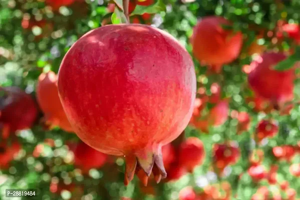 Baishnab  pdd01 Pomegranate Plant