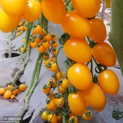 Baishnab tomato seed 1000 ps ctiqF1 Hybrid Gold Cherry Tomatoes Seeds1000PIECE-thumb0