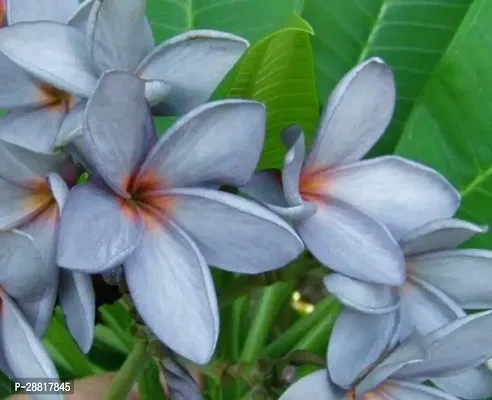 Baishnab  Champa Flower Plant K023 Plumeria Plant-thumb0