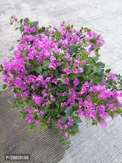 Baishnab  Baugainvillea Plant Disha000293 Baugai