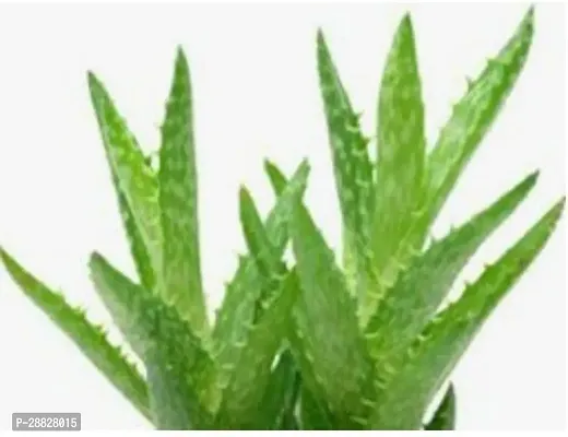 Baishnab  alovera Aloe Vera Plant-thumb0