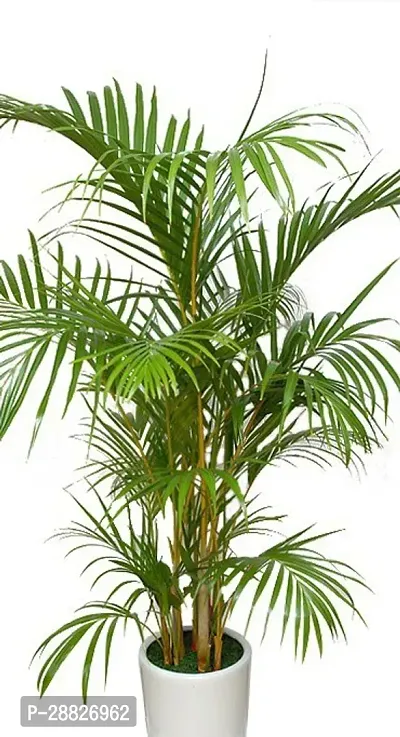 Baishnab  ARECA PLAM VN54 Areca Palm