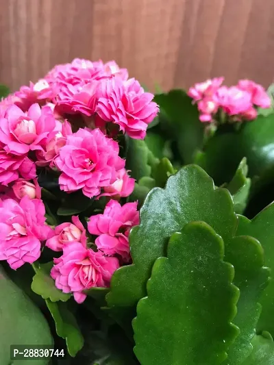 Baishnab  KALANCHOE FLOWER PLANTS PINK Kalanchoe-thumb0