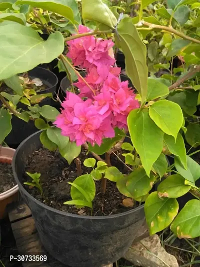 Ukanda Baugainvillea Plant EN-DQ-223-thumb0