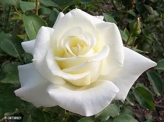 Ukanda Rose Plant GROWING WHITE ROSE-thumb0