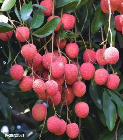 Ukanda Litchi Plant Grafted Sweet Tasty Hybrid Litchi Plant. X89-thumb0