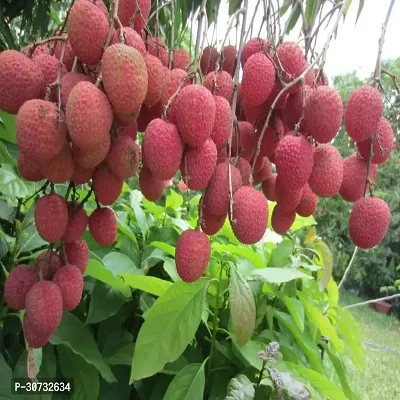 Ukanda Litchi Plant Rumani Licthi Plant For Outdoor Garden-thumb0