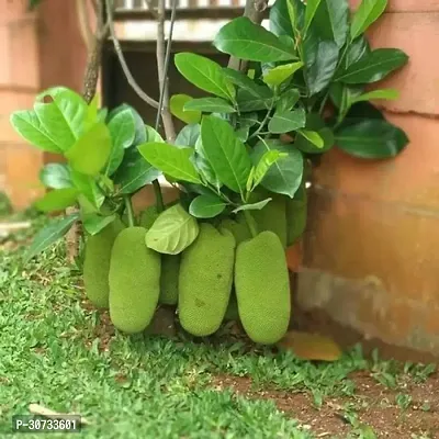 Ukanda Jack Fruit Plant Live Green Grafted Jack Fruit Plant-thumb0