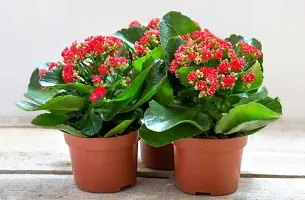 Ukanda Kalanchoe Plant kalancho Flower Plant-thumb2