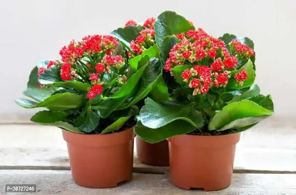 Ukanda Kalanchoe Plant kalancho Flower Plant-thumb3