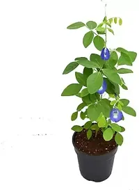 Ukanda Aparajita Butterfly Pea Plant APARAJITA BLUE-thumb1