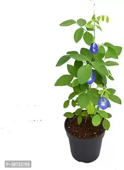 Ukanda Aparajita Butterfly Pea Plant APARAJITA BLUE-thumb2