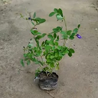 Ukanda Aparajita Butterfly Pea Plant Aparajita_BLUE_NP117-thumb1