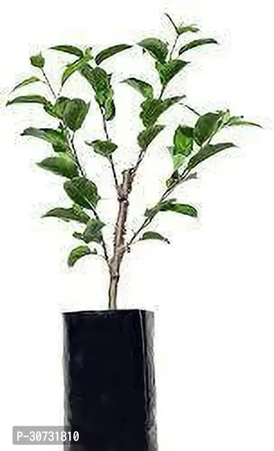 Ukanda Apple Plant Red Origin Apple Plant Grafted (2 feet Live Healthy Plant )-thumb2