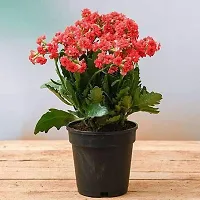 Ukanda Kalanchoe Plant KALANCHOE LIVE PLANT-thumb1