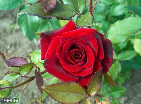 Ukanda Rose Plant RED ROSE-thumb0