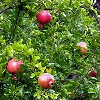 Ukanda Pomegranate Plant Ganesh PomegranateAnar Tasty Fruit Plant-thumb1