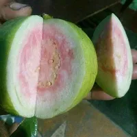 Ukanda Guava Plant Taiwan Pink Amrud Plant Guava Fruit Tree For Outdoor Garden (1 Healthy Live Air layeredGrafted Plant ) ( Set Of 1 )-thumb1