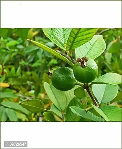 Ukanda Guava Plant Apple Guava Plant-thumb0