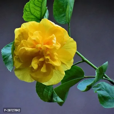 Ukanda Hibiscus Plant Laluna Yellow Hibiscus plant H33-thumb3