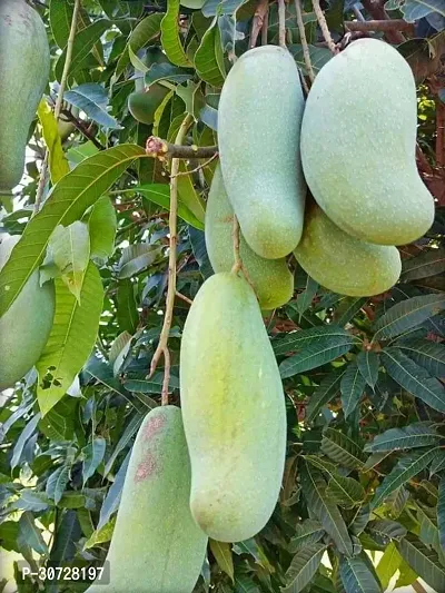 Ukanda Mango Plant Thai Banana Shaped Mango Live Plant. v7-thumb0