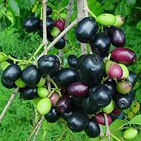 Ukanda Jamun Plant mun58-thumb1